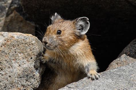 American Pika is Resilient in Face of Climate Change