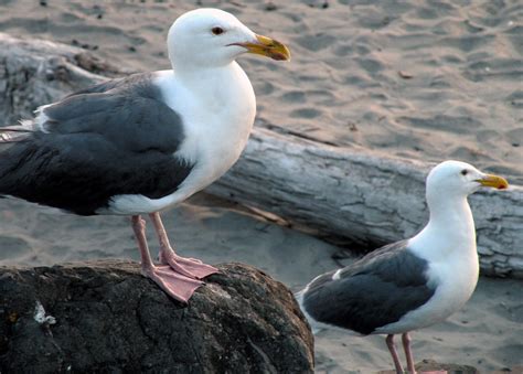 Seagulls at Seaside Beach, Seaside Washington by Amybesse on DeviantArt