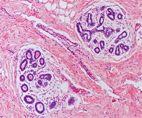 Mammary Gland Histology