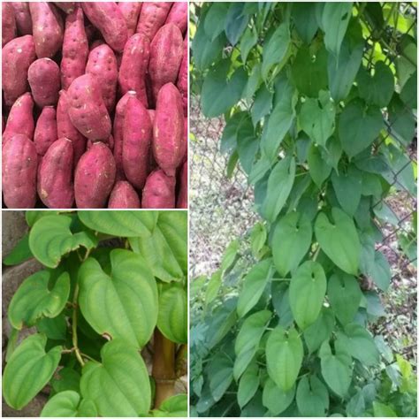 Purple Yam Seeds Dioscorea Alata Yam Seeds For Planting Home | Etsy