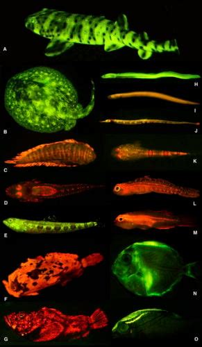 Fish Fluorescence and Bioluminescence: Amazing Phenomena