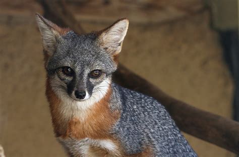 Island Fox | California Living Museum