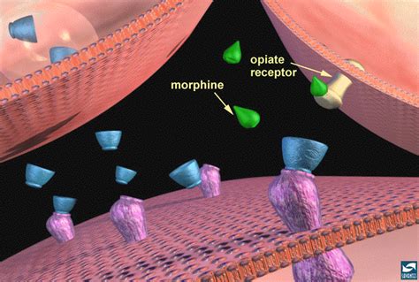 Opiates (agonists) - Abuse-Drug.com