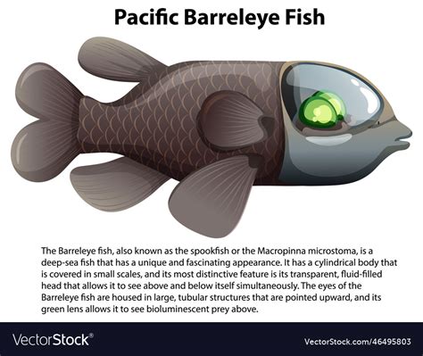 Pacific barreleye fish with informative text Vector Image