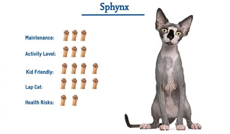 Sphynx Cat Breed… Everything You Need to Know at a Glance!