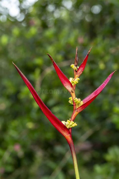 Bird of Paradise flower stock image. Image of bird, freshness - 147800157