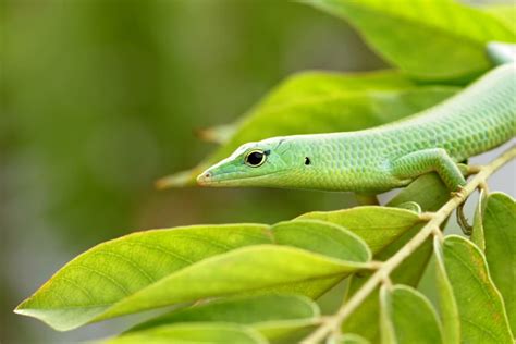 Emerald Tree Skink Care Sheet | ReptiFiles