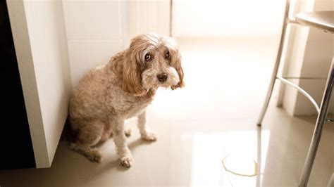 Incontinence in dogs: Vet's guide to causes and treatment | PetsRadar