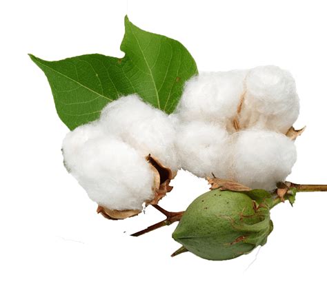 Download Cotton & Transparent - Cotton Plant Transparent Background Clipart (#3804535) - PinClipart