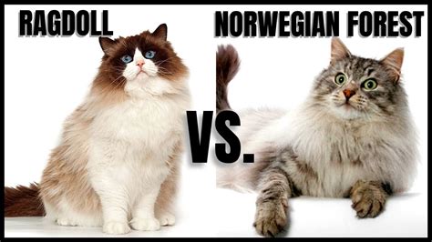 Ragdoll Cat VS. Norwegian Forest Cat - YouTube