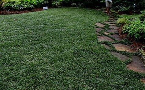 Dwarf Mondo Grass Live Plants Shade Loving Evergreen Ground | Etsy (With images) | Dwarf mondo ...