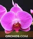 orchids, gift orchids, hobby growing