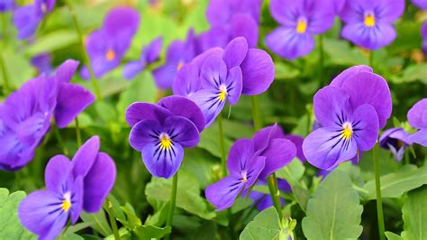 Growing Pansies: How to Plant, Grow, and Care for Pansy Flowers: The ...