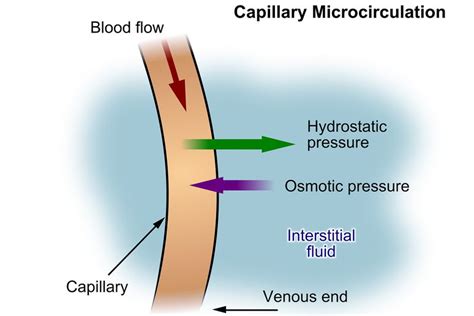 An Illustrated Guide to Capillary Fluid Exchange