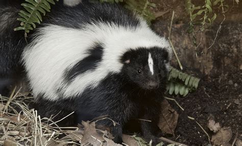 Striped skunk | Smithsonian's National Zoo and Conservation Biology Institute