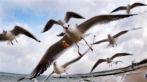 Canadian study finds seagulls eating drywall, metal among other garbage | CBC News