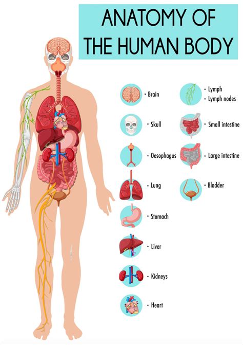 Poster Educational Learning Anatomy of the Human Body Organs Etc Diagram School Kids Adults ...