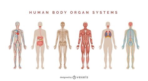 Human Body Systems Illustration Set Vector Download