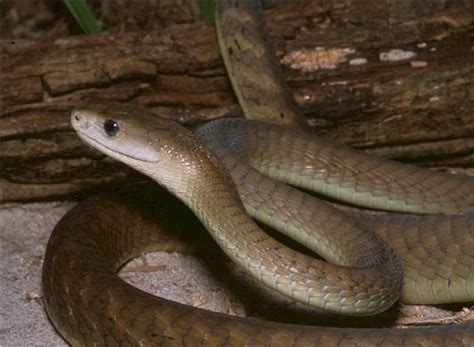 Top 10 Most Rarest Snakes In The World