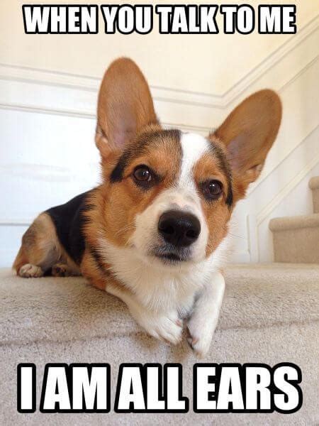 The 14 Funniest Corgi Memes That Will Make You Laugh | Page 4 of 5 | The Dogman Funny Animal ...