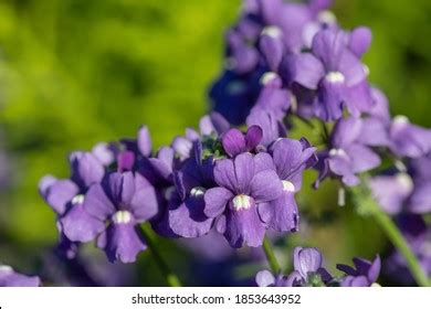 Nemesia flowers Images, Stock Photos & Vectors | Shutterstock