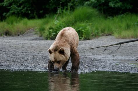 Gallery | The Yakutat Lodge | Fishing Alaska | Yakutat AK