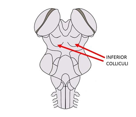 Know Your Brain: Inferior Colliculus — Neuroscientifically Challenged