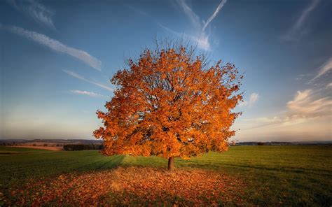 tree, autumn, field Wallpaper, HD Nature 4K Wallpapers, Images and Background - Wallpapers Den