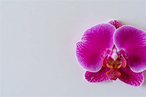 Premium Photo | Elegant beauty pink orchid on blank paper