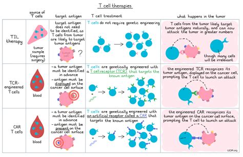 T Lymphocytes Types