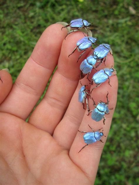The iridescent sky blue Hoplia coerulea | Beautiful bugs, Animals bugs, Insects