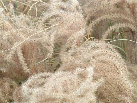 Autumn Seeds - Ornamental Grass 1 Free Photo Download | FreeImages