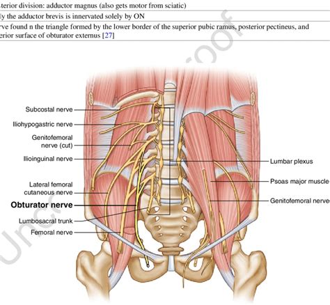 Obturator Nerve Entrapment: Lower Extremity (PDF Download Available)