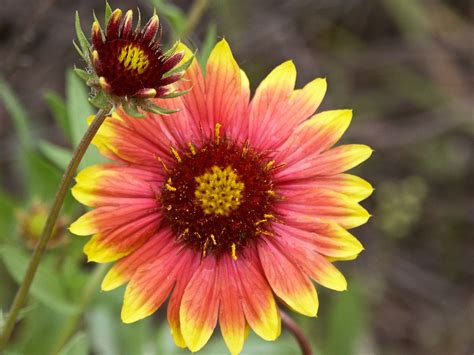 Texas pinwheel wildflower | Texas wildflower, Wild flowers, Wildflower photo