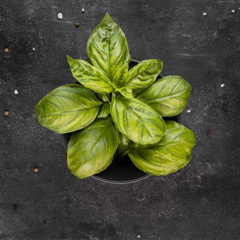 Basil Leaves Turning Yellow - Causes and Fixes | The Indoor Gardens