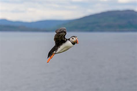 Premium Photo | Cute puffin bird flying