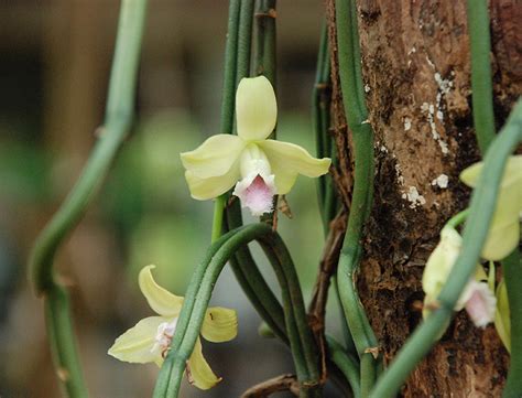 Vanilla Guide: How To Grow & Care For Vanilla Beans