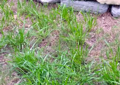 Ryegrass is a cool-season grass that will die soon