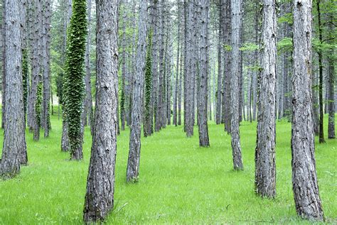 40 Species of Pine Trees You Can Grow