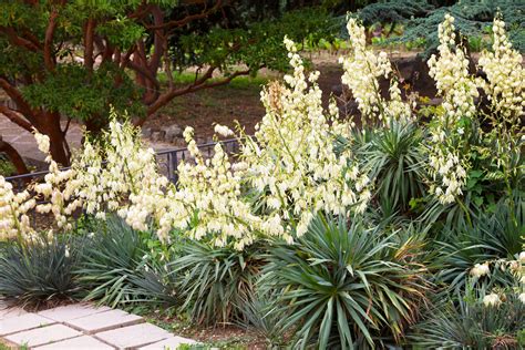 How to Get Your Yucca Plant to Flower - PlantSnap