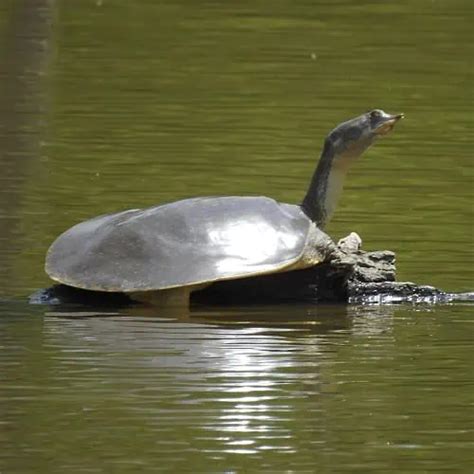 Turtle Species in Texas (ID + Pictures) - Pond Informer