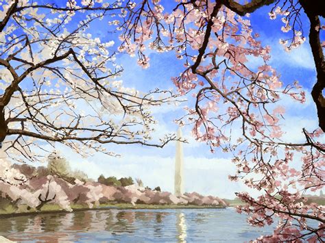 Cherry Blossoms Tidal Basin 2024 - Bibi Marita