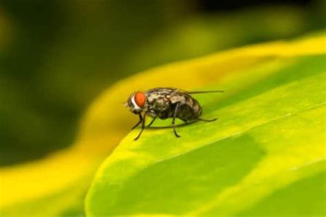 Exterminator: Flies and Bugs You Need Professional Help With