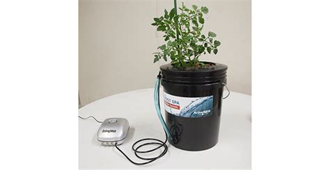 How to Grow Tomatoes Indoors with Hydroponics — 1000Bulbs Blog