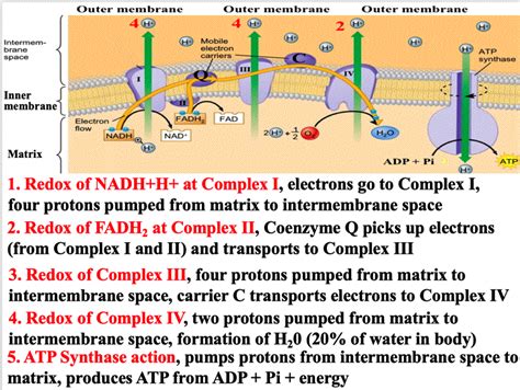 Electron Transport Chain - astonishingceiyrs