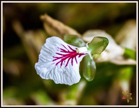 cardamom flower - India Travel Forum | IndiaMike.com