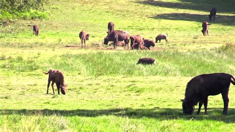 Pig Natural Habitat Stock Footage Video | Shutterstock