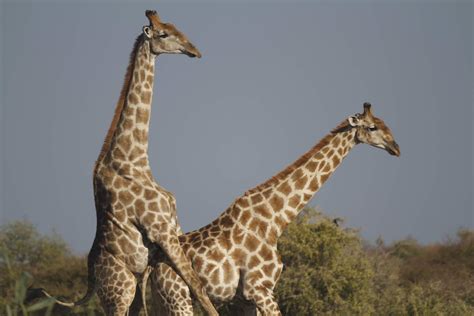 Giraffe Facts