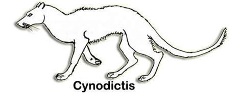 Cynodictis Evolution