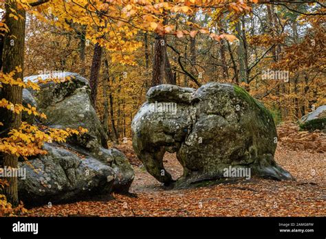 France, Seine et Marne, Barbizon, Fontainebleau forest, Fontainebleau ...